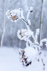 schneebedeckte Sonnenblume im Januar