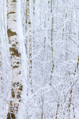 Birken im Winter Nahaufnahme Hintergrund