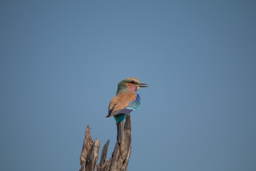 Lilac breasted roller on a branch, Moremi game reserve, Botswana, Africa