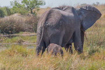 Naklejka na ściany i meble Mother elephant with small baby, Moremi game reserve, Botswana, Africa