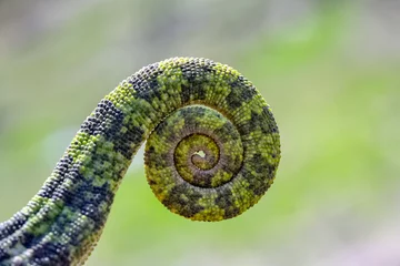 Foto op Canvas tail of a chameleon © mehmetkrc