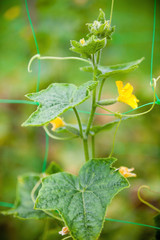 Cucumber plant. Yellow flowers and green leaves