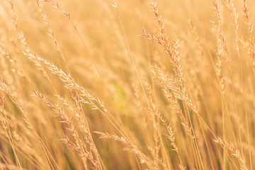Fototapeta premium Sunrise, yellow grass in the foreground, closeup, toned