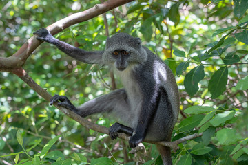 Wild endemic blue monkey sitting on the branch in tropical forest on the island of Zanzibar, Tanzania, East Africa