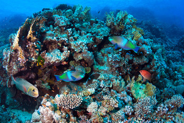 Underwater scene. Coral reef and colorful fishes.