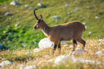 Wildlife Mountain goat 