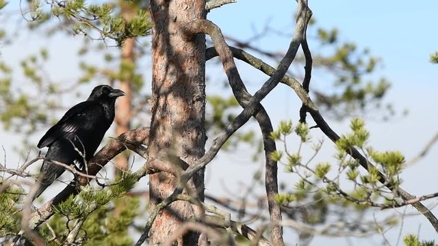 A Black raven ( Corvus corax ) perch on a pine branch. Slow motion.  Sky background. Autumn forest.
