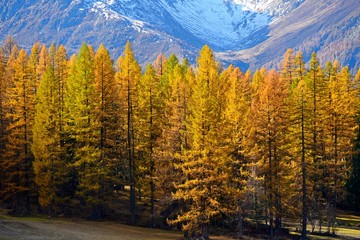 autumn landscape in Lötschental, Valais Switzerland