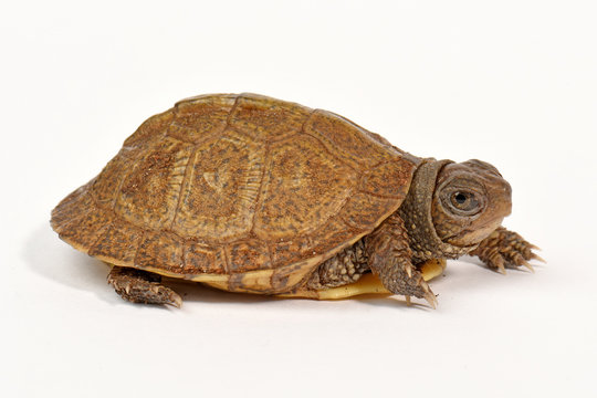 Dreizehendosenschildkröte / Carolina-Dosenschildkröte (Terrapene carolina triunguis) - Common box turtle