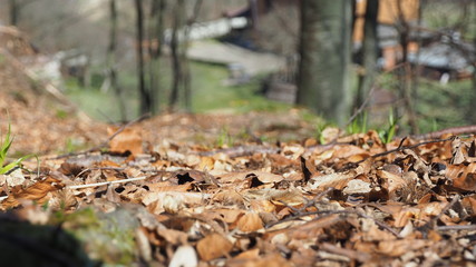 mushrooms in forest