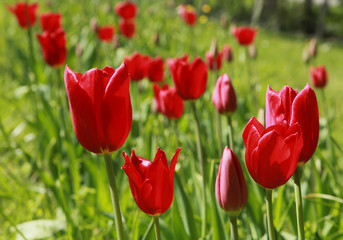 Obraz premium Tulipes rouges dans une pelouse au printemps