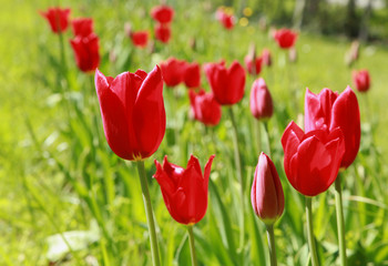 Tulipes rouges dans une pelouse au printemps