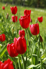 Tulipes rouges dans une pelouse au printemps