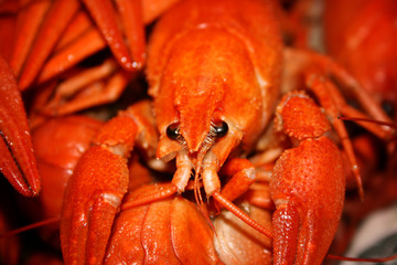 boiled crayfish plate. big boiled crayfish looks at you