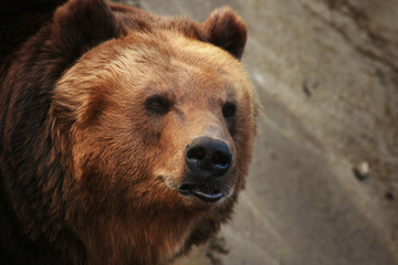 Fototapeta premium portrait of a brown bear