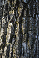 Bark  tree background