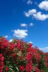oleander