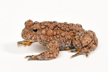 Riesenunke / Chinesische Riesenunke (Bombina maxima) - large-webbed bell toad / Yunnan firebelly...