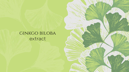Stock vector illustration with hand drawn  Japanese ginkgo biloba leaves. Concept for medical or cosmetics banner. Organic and natural leaves at the right side and copy space on green background - obrazy, fototapety, plakaty