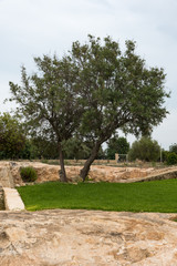 Sicilian rock garden
