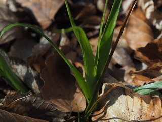 green plants in the garden