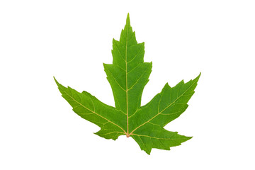 Green maple leaf, isolated, copy space, top view