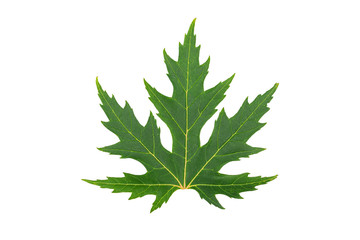 Green maple leaf, isolated, copy space, top view