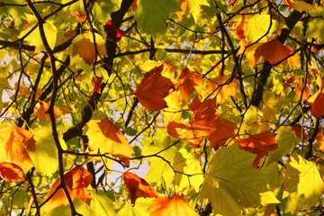 autumn leaves