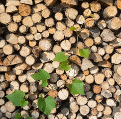 Stack of firewood and grape green vine.