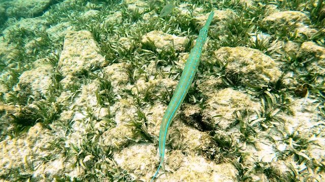 The bluespotted cornetfish (Fistularia commersonii), also known as smooth cornetfish or smooth flutemouth,   filmed in the caribbean sea, 4k