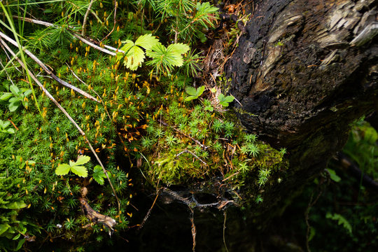 Undergrowth at the lake of roe deer - Fazzon, Pellizzano, Trentin (Italy)