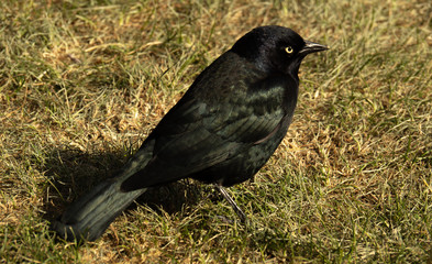 Black bird with yellow eye in grass