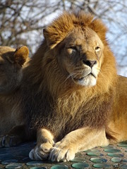 lion and lioness