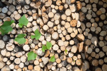 Stack of firewood and grape green vine.