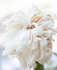 Obraz na płótnie Canvas Faded white peony flower