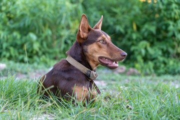 Brown dog lies in the green grass on the island of Zanzibar, Tanzania, Africa, close up