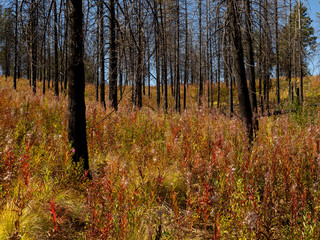 Fototapeta premium Scenery on Echo Valley hiking trail in Lake Chelan area: Wildflowers among dead forest fire trees