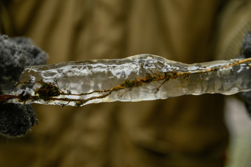 in the winter forest - large icicle with frozen branches inside 