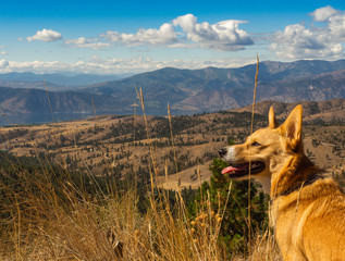 Corgie life in Lake Chelan Washington as dog looks over Echo Ridge mountains