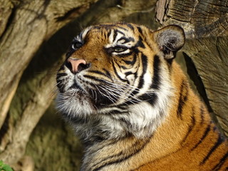 tiger in zoo