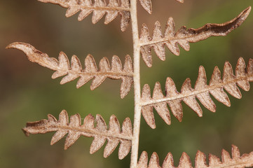 Pteridium aquilinum brake or common bracken dry leaves of this very common plant in the forests of Sierra Morena in Andalusia