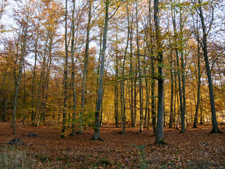 Obraz premium forest in autumn