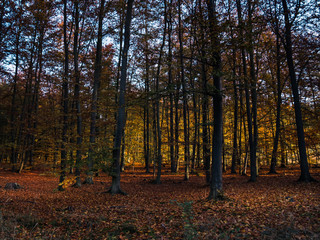 forest in autumn