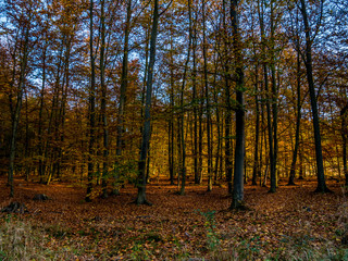 Fototapeta premium forest in autumn