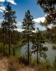 Obraz premium Ponderosa Pine trees near lake