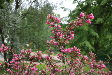 A lot of red flowers