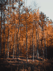forest in autumn
