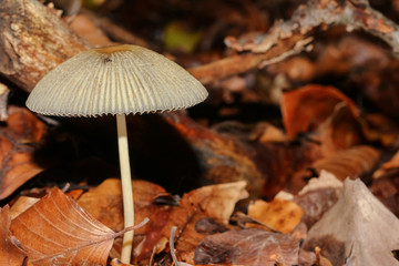 Pilz Dehnbarer Helmling, Mycena epipterygia 