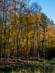 forest in autumn