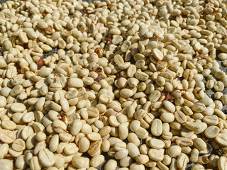 Coffee beans are drying at coffee farm, Thailand.
